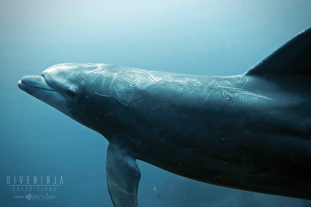 bottlenose dolphin scuba diving in Mexico