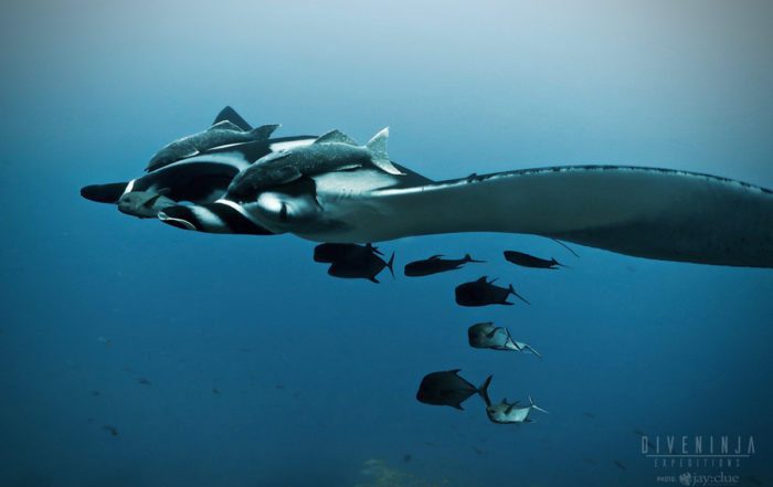 Giant Pacific Manta Ray Scuba Diving trip to Socorro