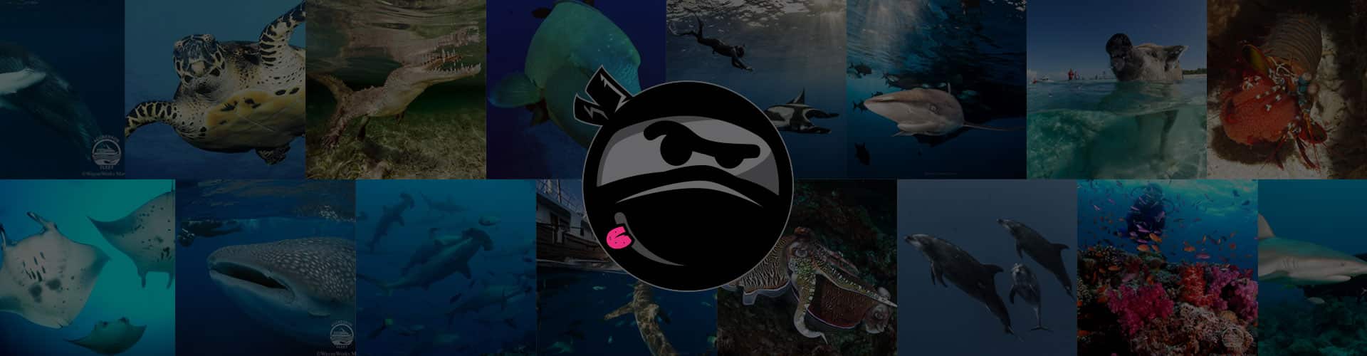 Ninja viajes de buceo y vivir a bordo de la red de viajes