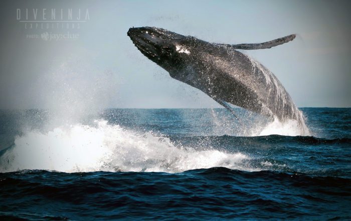 humpback whale watching Cabo San Lucas, Mexico