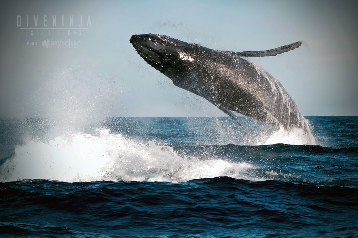 avistamiento de ballenas jorobadas Cabo San Lucas, México