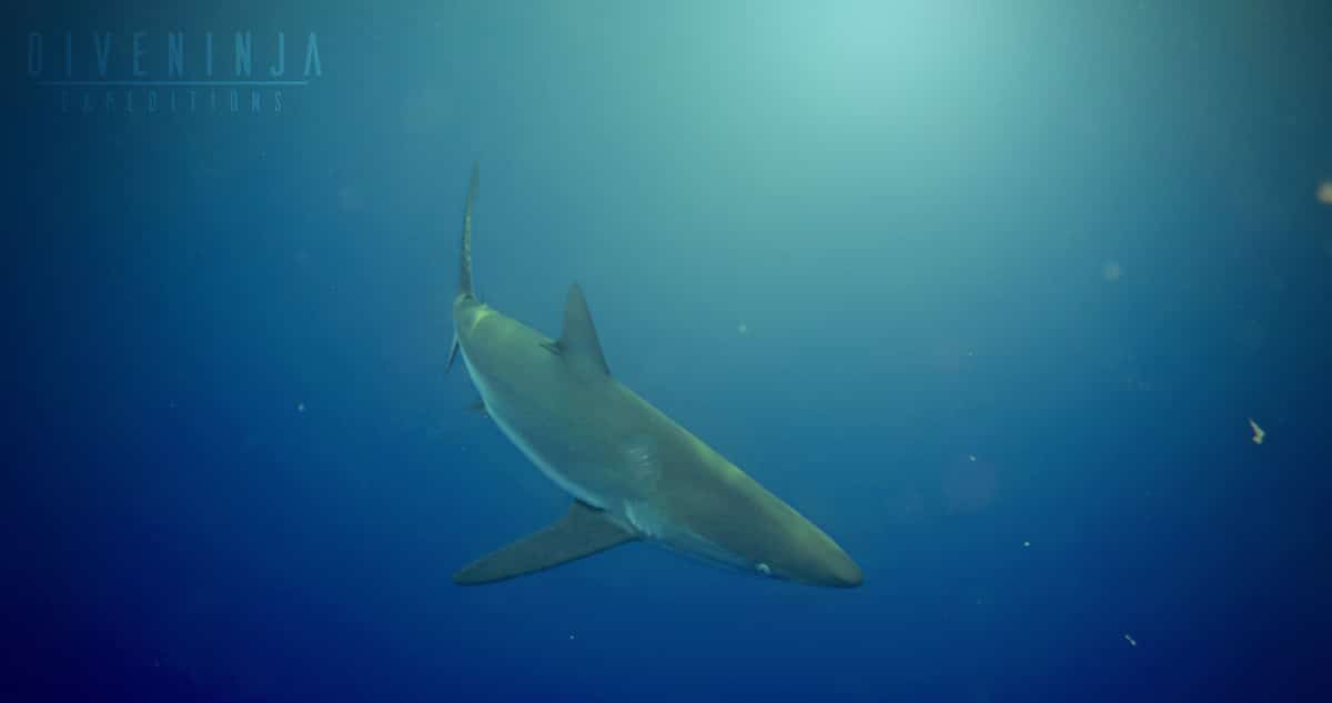 Shark diving and snorkeling tours in cabo san lucas, los cabos, mexico. Silky Shark