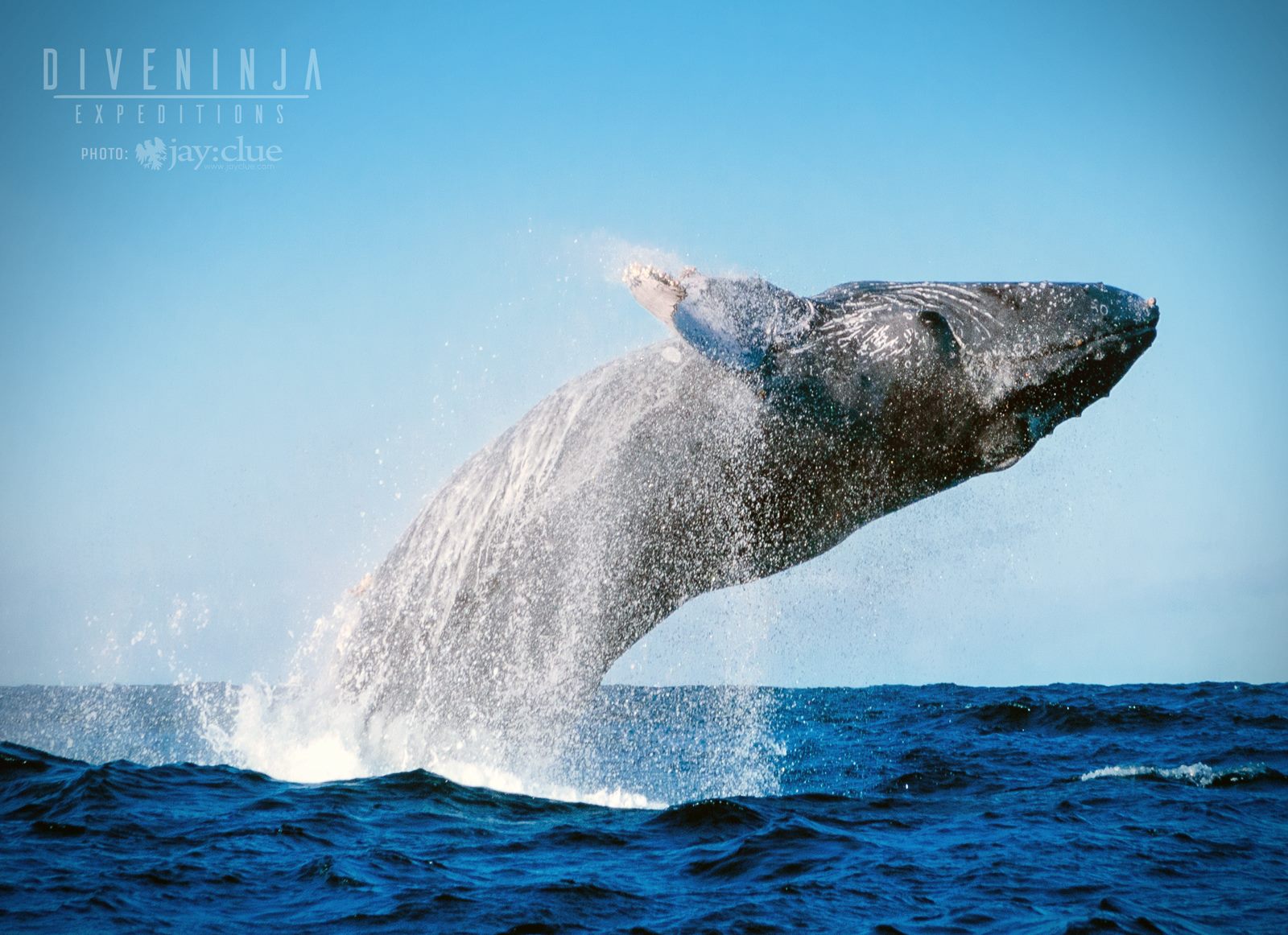 Humpback whale watching in Los Cabos, Mexico