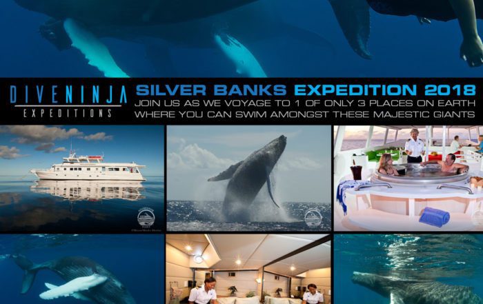 Dive Ninjas Swim with whales in Silver Bank Dominican Republic ad