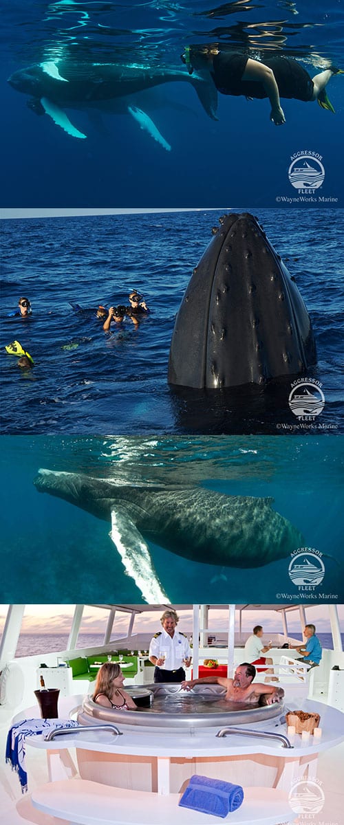 Dive Ninja Silver Banks swim with whales