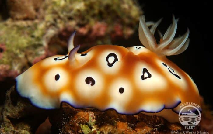 liveaboard diving Palau