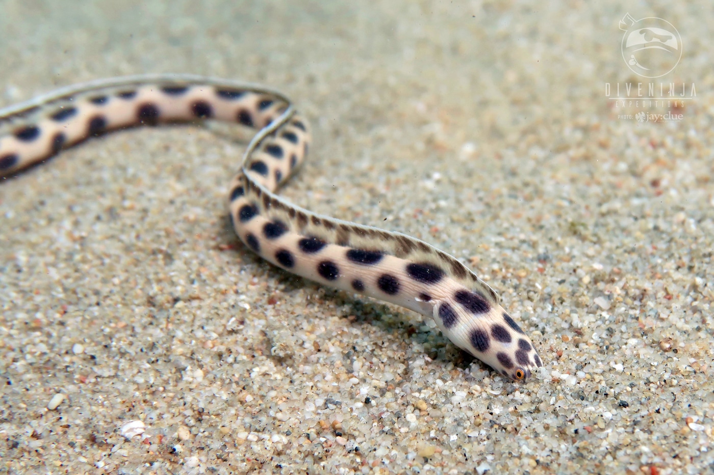 Spotted Snake Eel La Paz