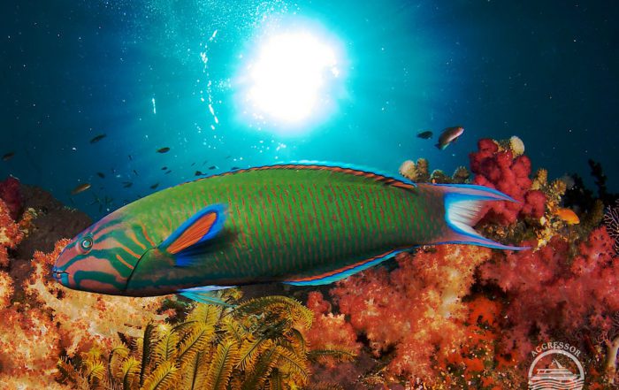 scuba diving in fiji