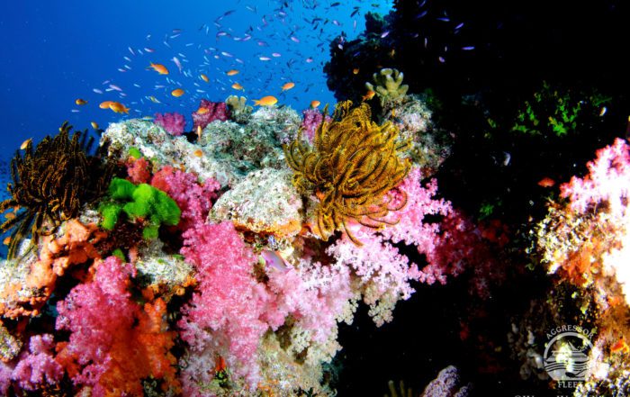 scuba diving fiji liveaboard