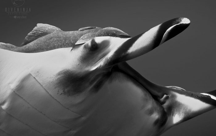 Close up of a giant manta while scuba diving in Socorro