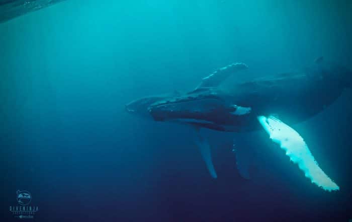 swimming with humpback whales in Silver Bank
