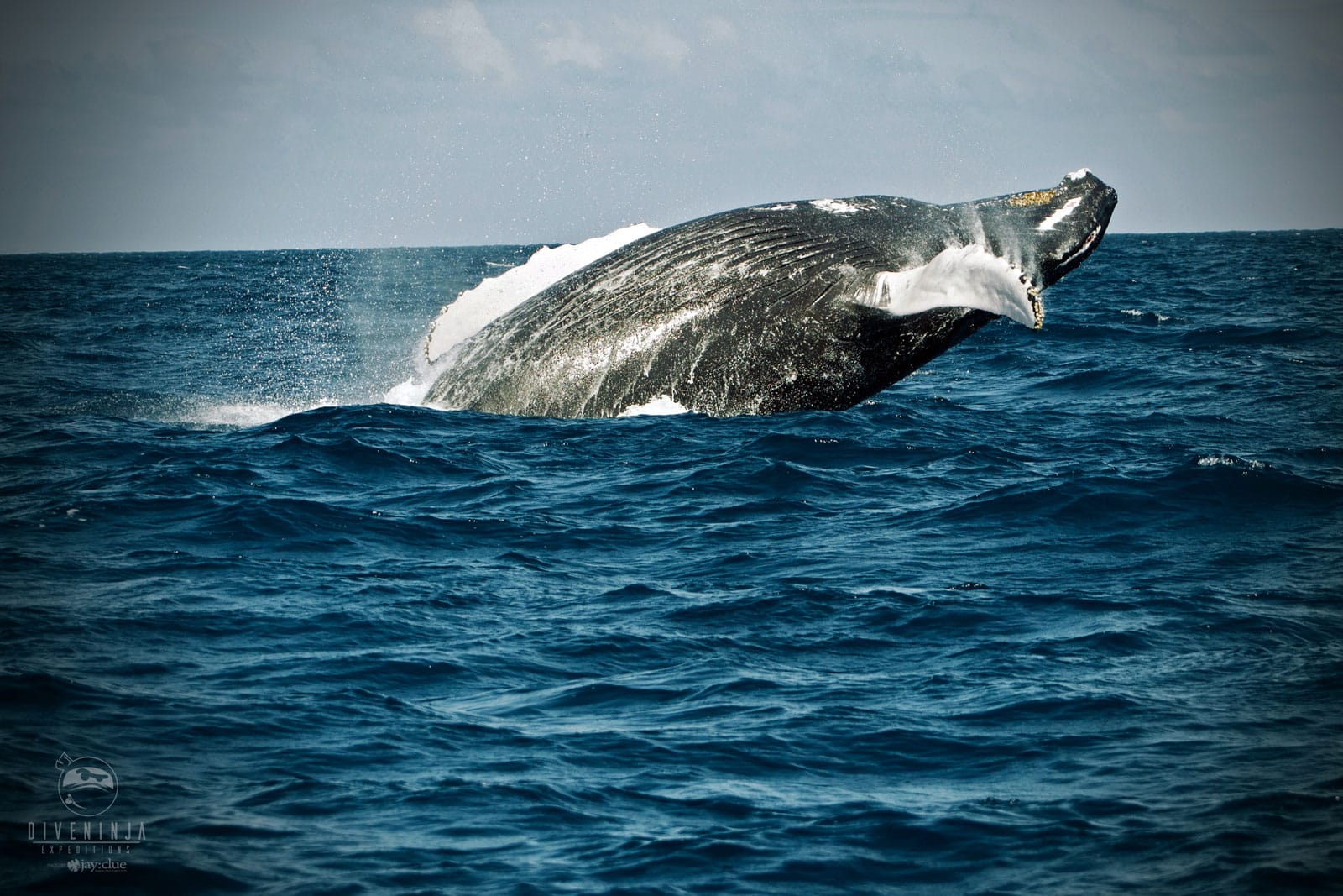 Silver Bank Humpback whale breaching