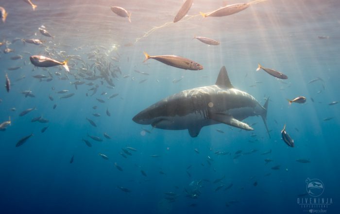 Get in the water with great whites, on expedition with Dive Ninjas