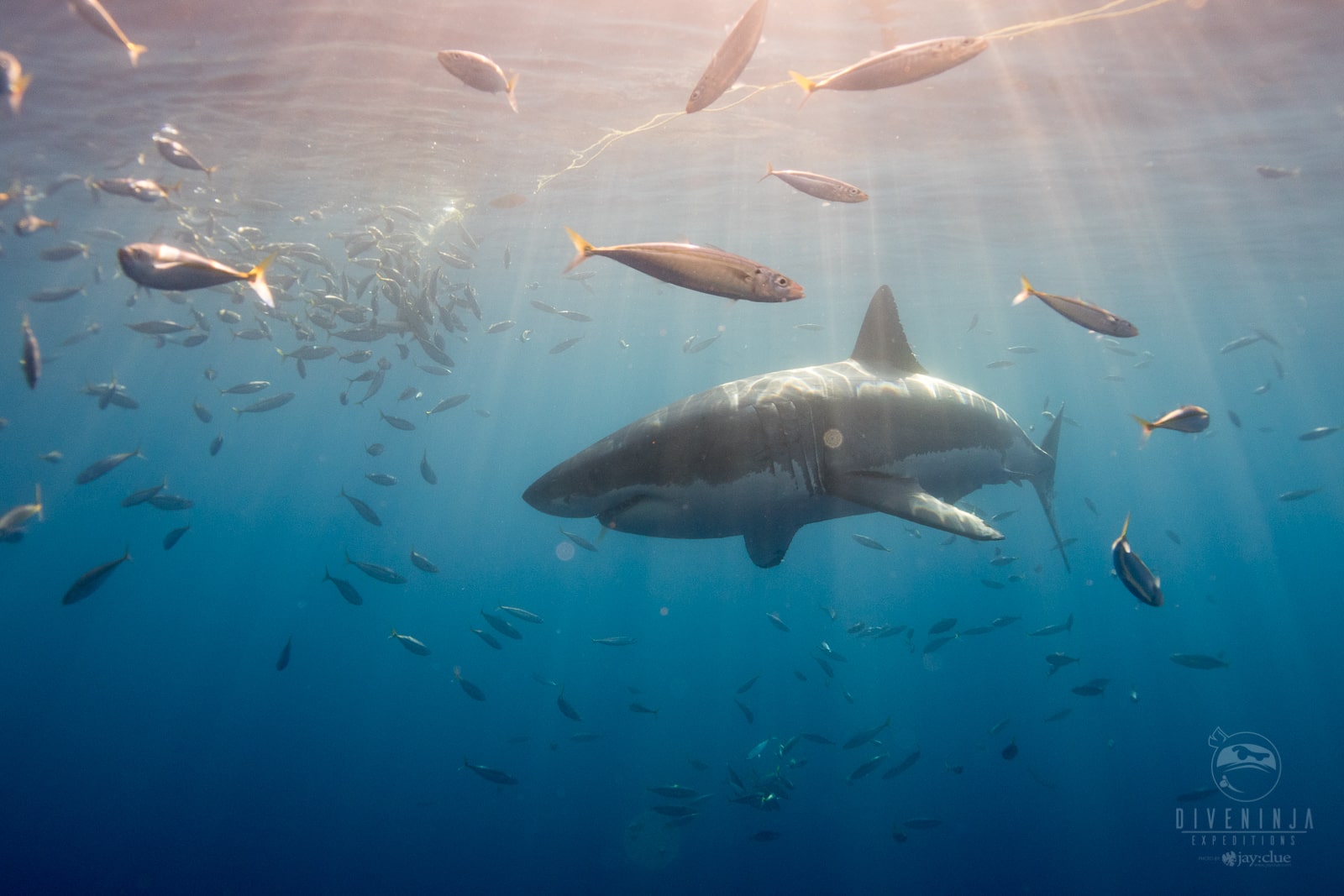 So What’s More Dangerous Than Sharks? #1