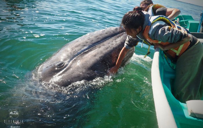 grey whale watching mexico