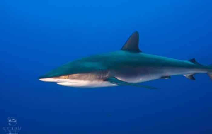 Socorro shark diving research trip