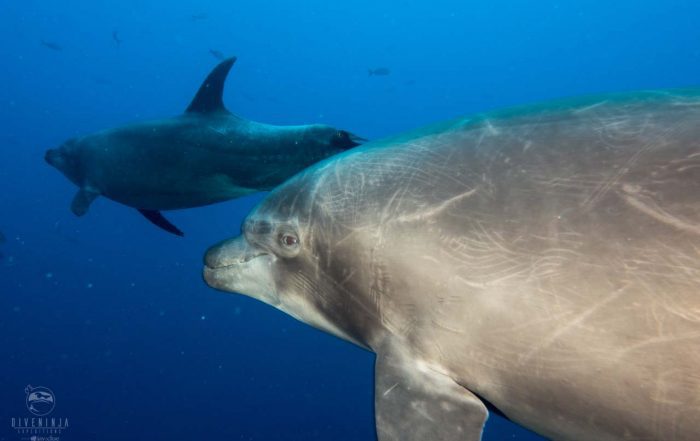 Scuba diving with dolphins at Isla Socorro Mexico