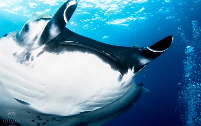 Diving with mantas in Socorro
