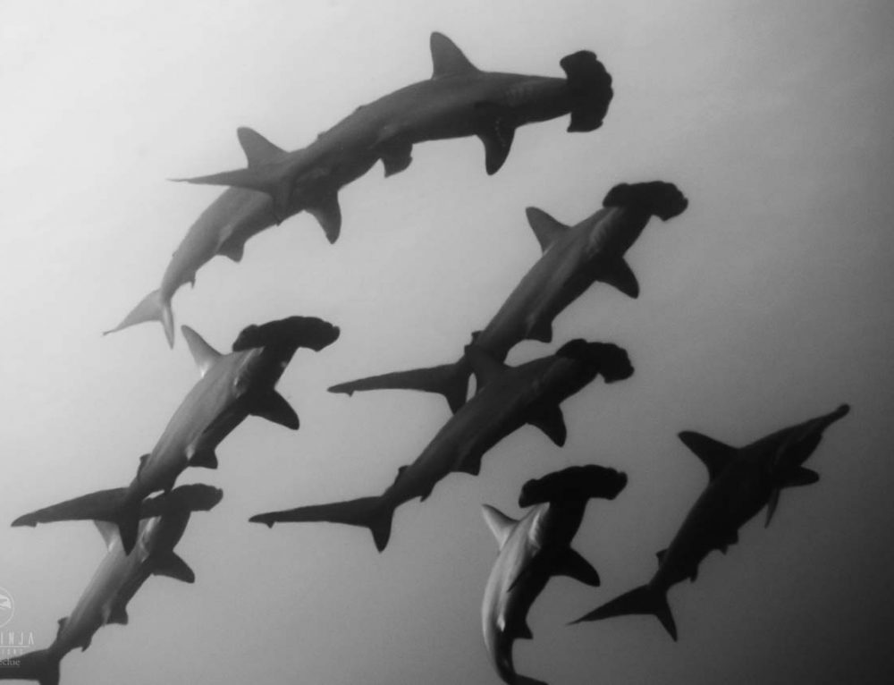 Creature Feature - Get to Know the Thresher Shark