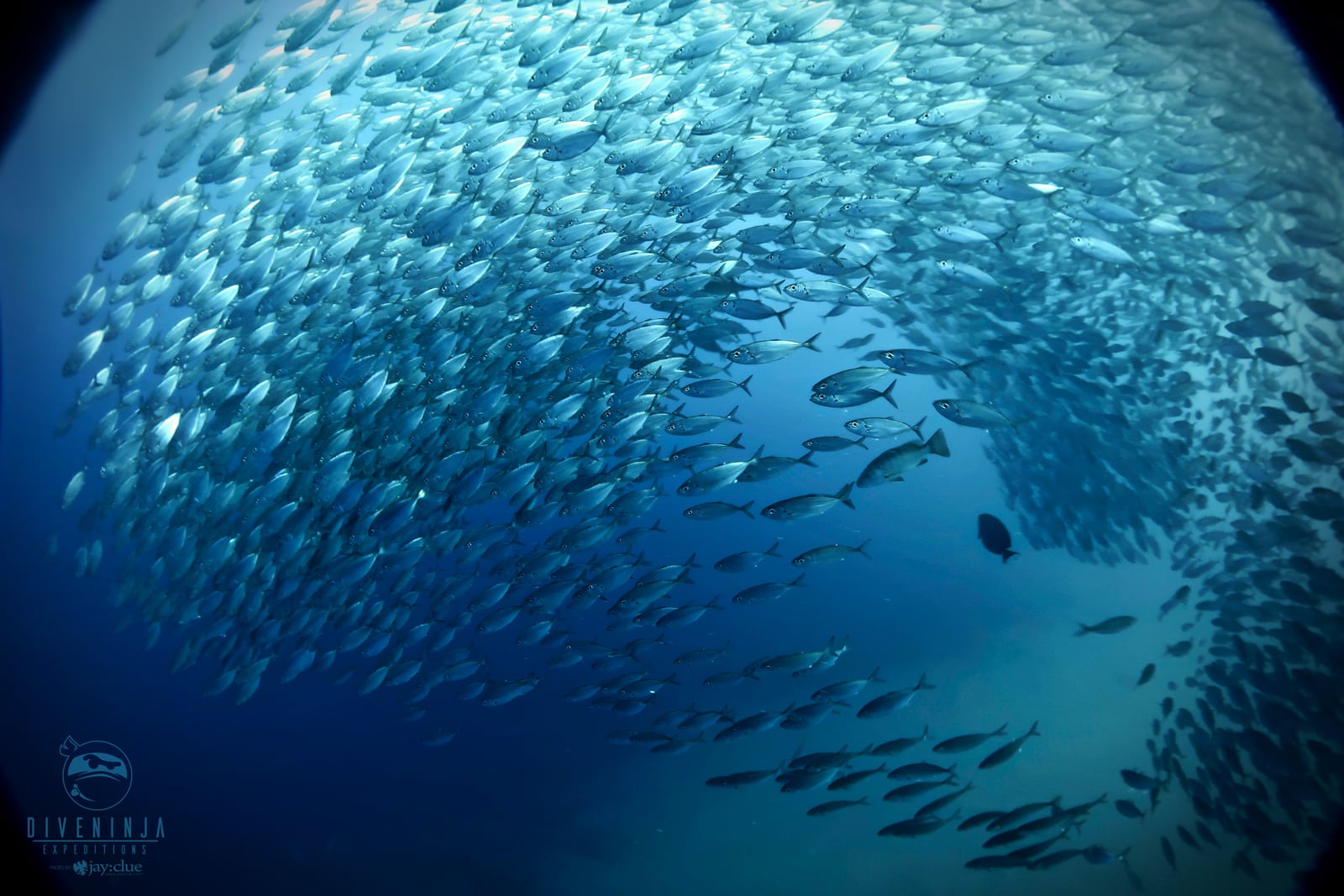 Diving with False Killer Whales in Revillagigedo Mexico