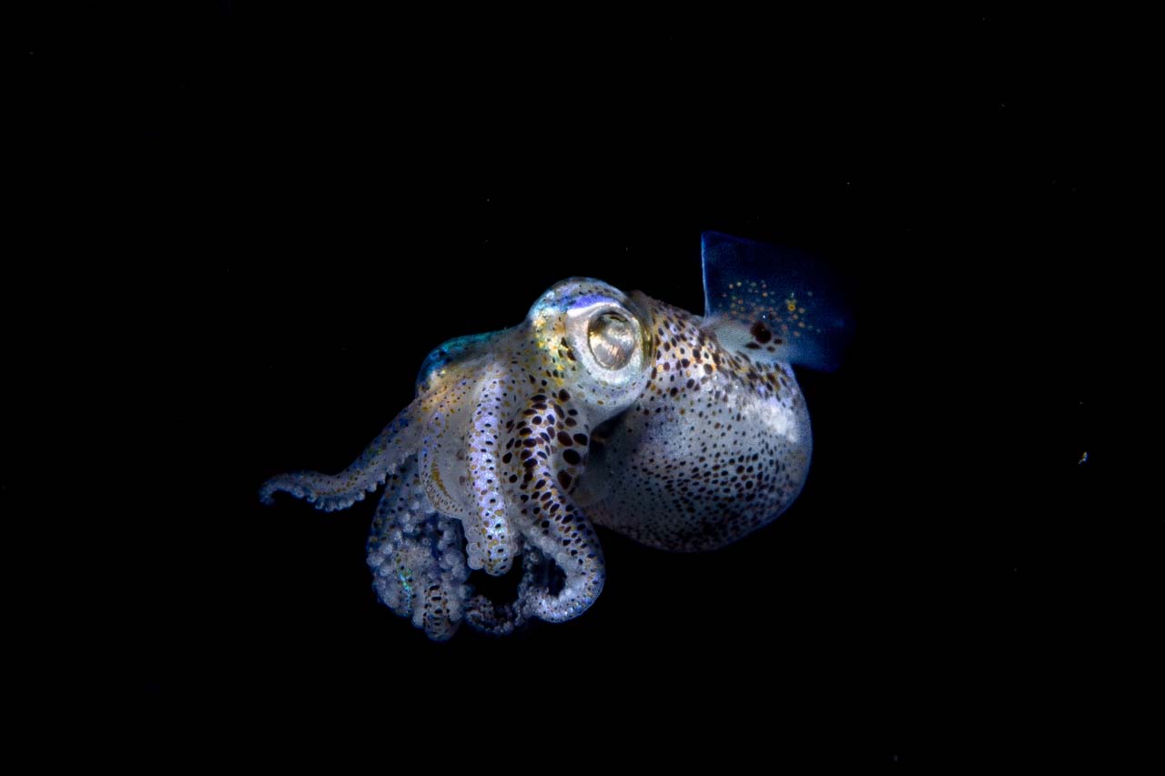 Macro diving in Komodo