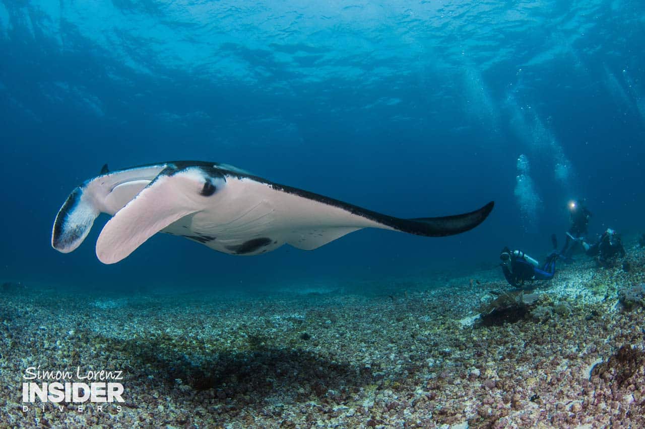 Komodo Liveaboard trip