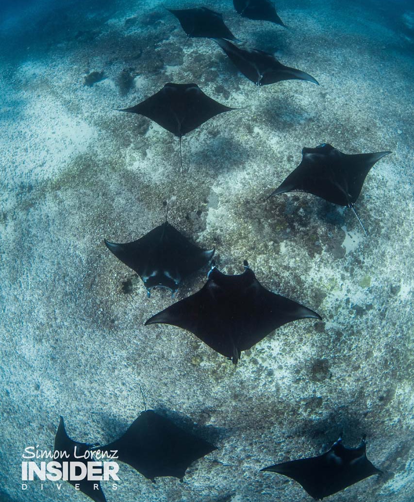 School of mantas in Komodo