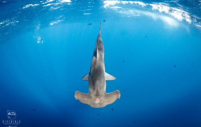 hammerhead shark in cabo san Lucas