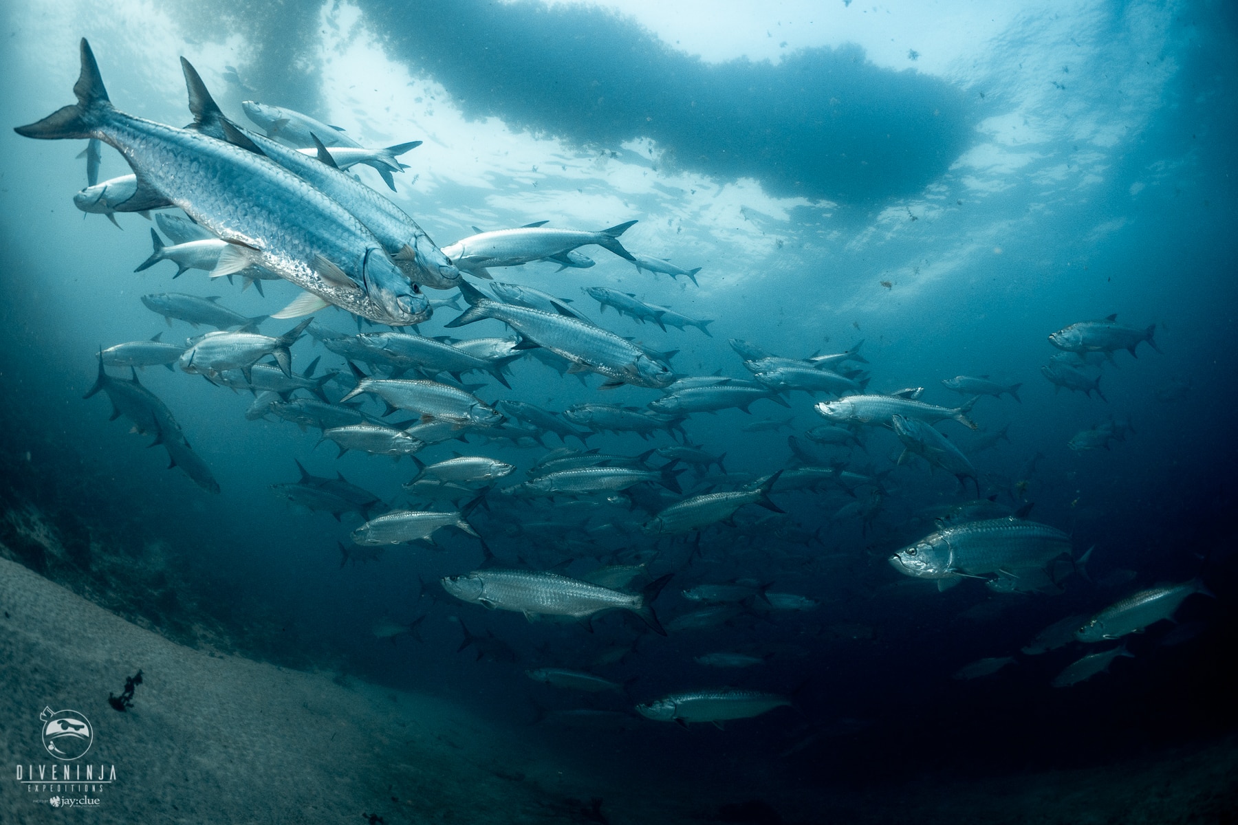Diving with schools of Tarpon in Xcalak