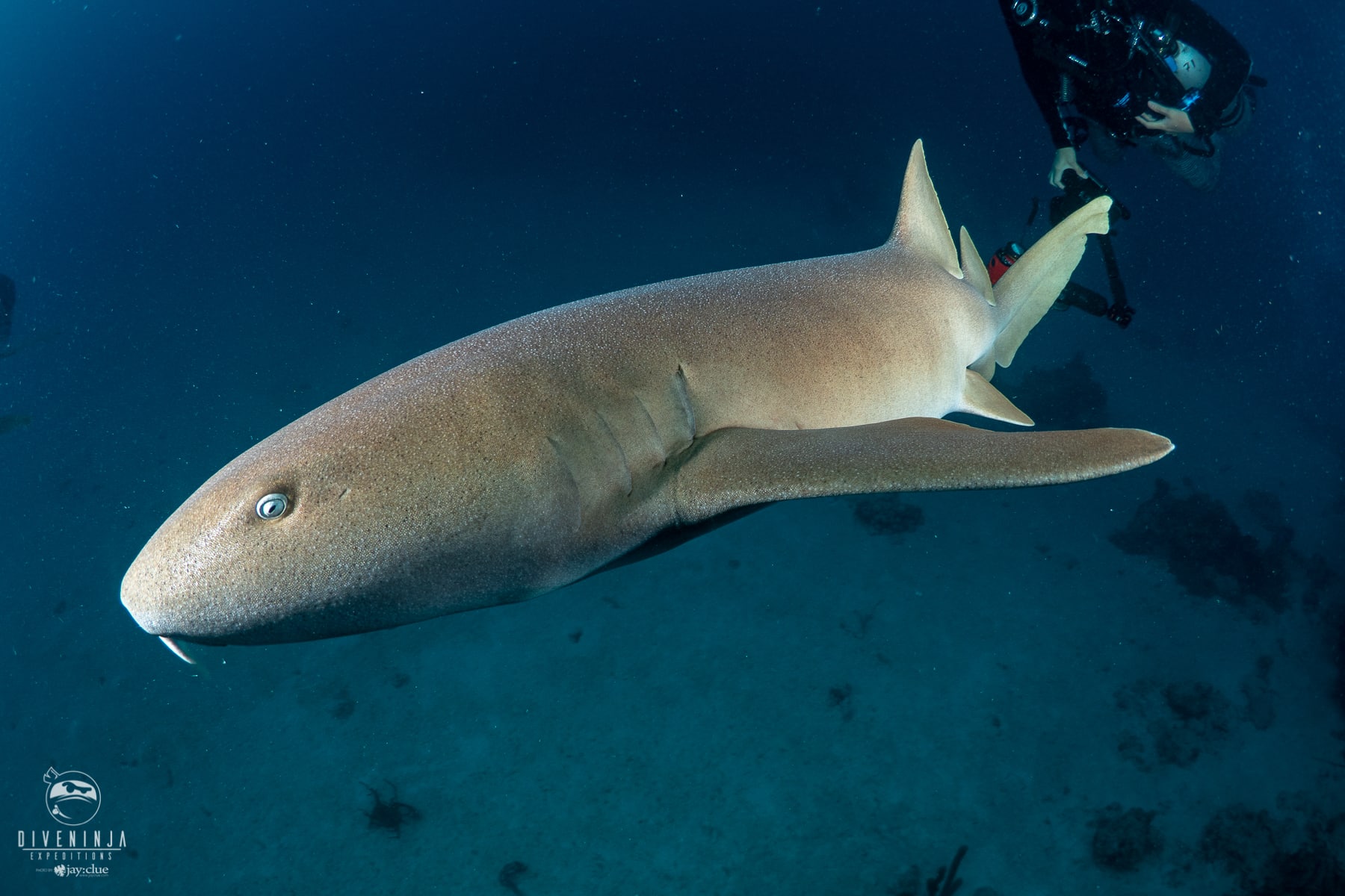 Diving with nurse sharks in Banco Chinchorro