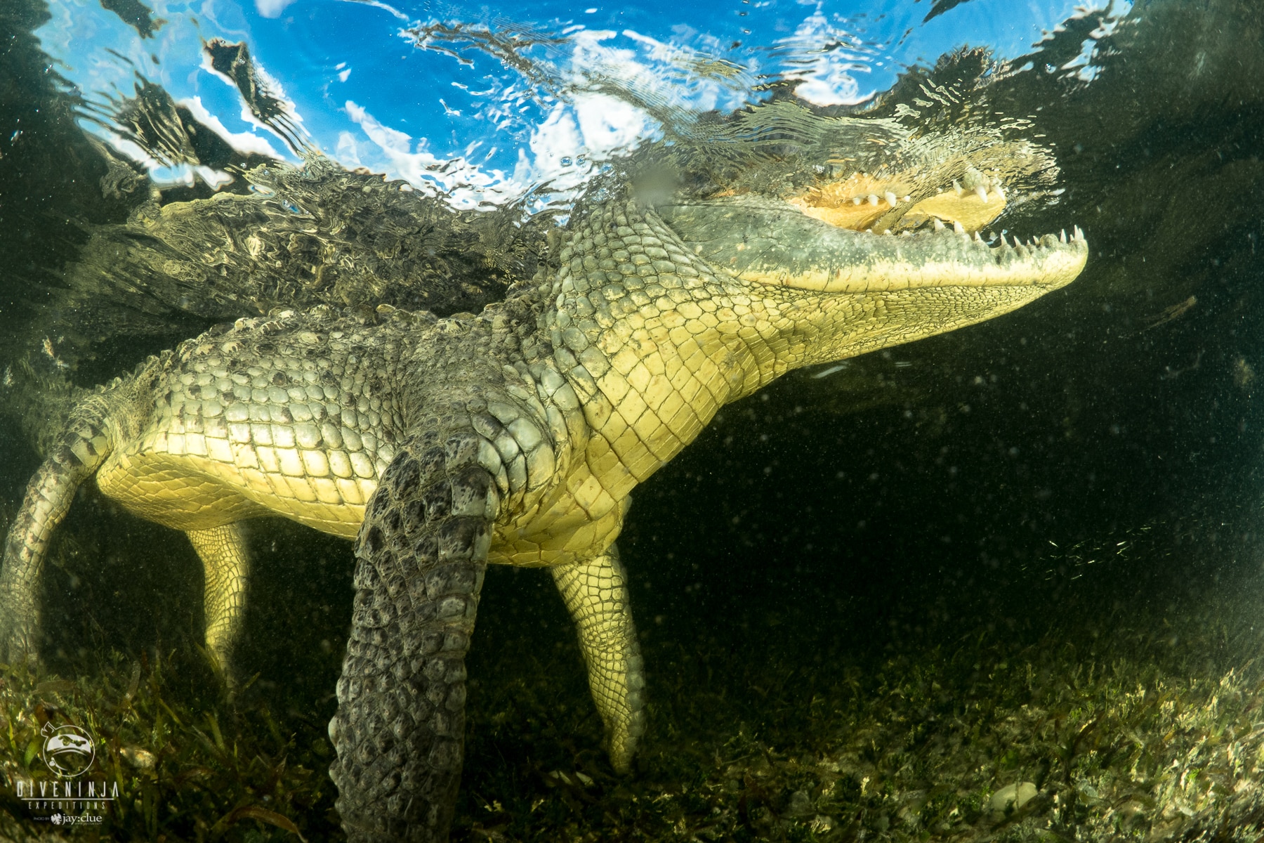 Crocodile Diving at Banco Chinchorro with Dive Ninja Expeditions