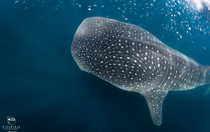 Swimming with whale sharks - close up encounters in the Sea of Cortez with Dive Ninjas