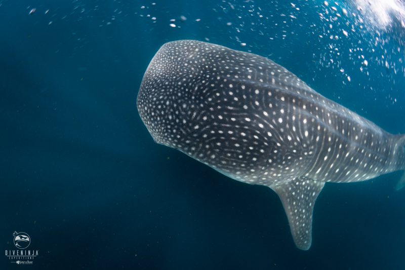 Nadar con tiburones ballena: encuentros cercanos en el Mar de Cortés con Dive Ninjas
