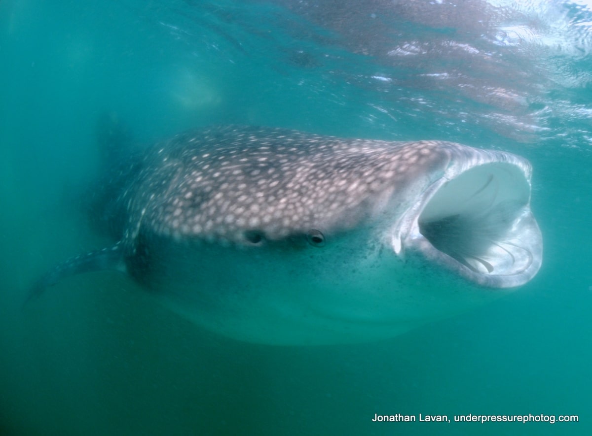whale shark in bahia de los angeles