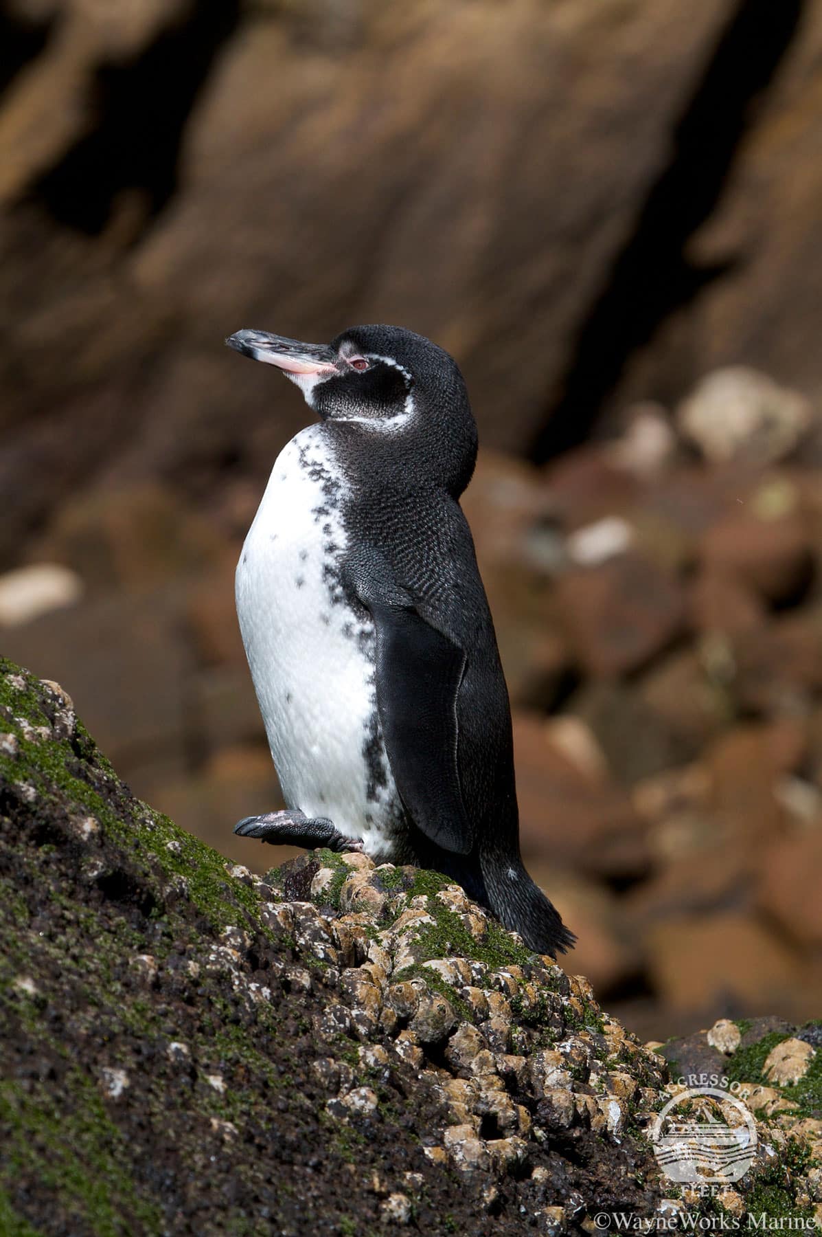 Galapagos Islands tour Penguins