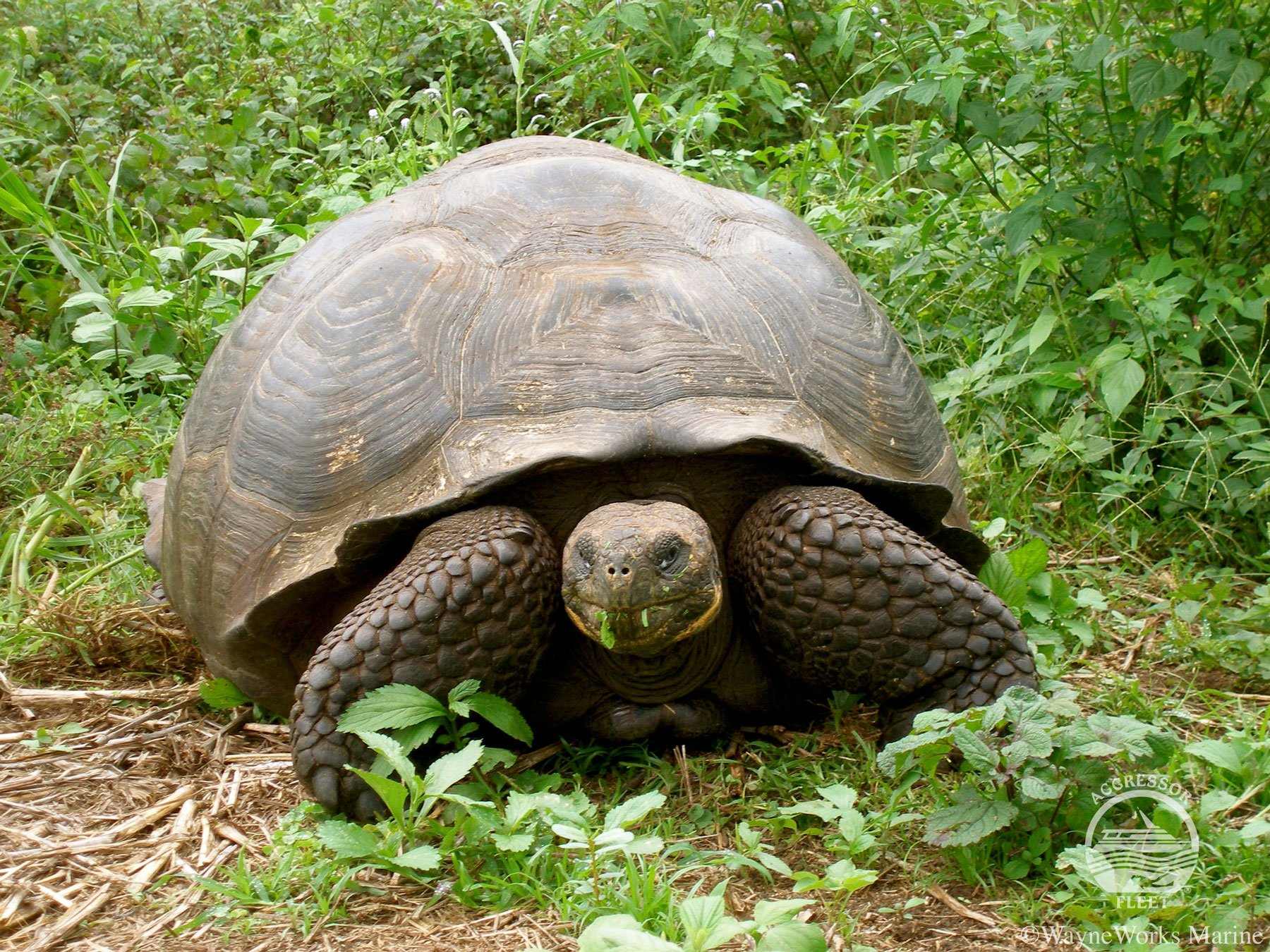 Galapagos Islands tour giant tortoise