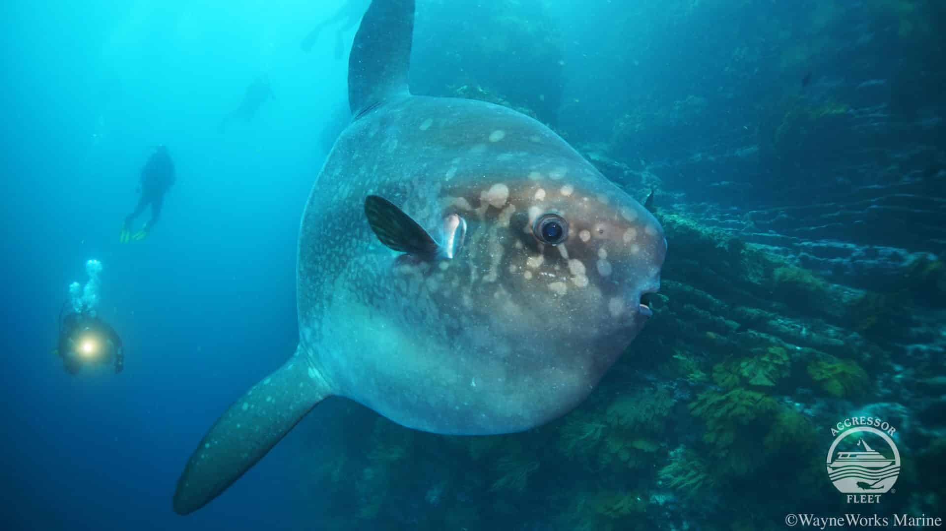 Dive with marine iguanas in Galapagos liveaboard