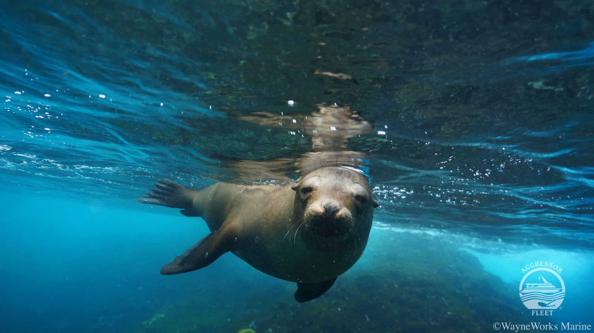 scuba diving in Galapagos islands