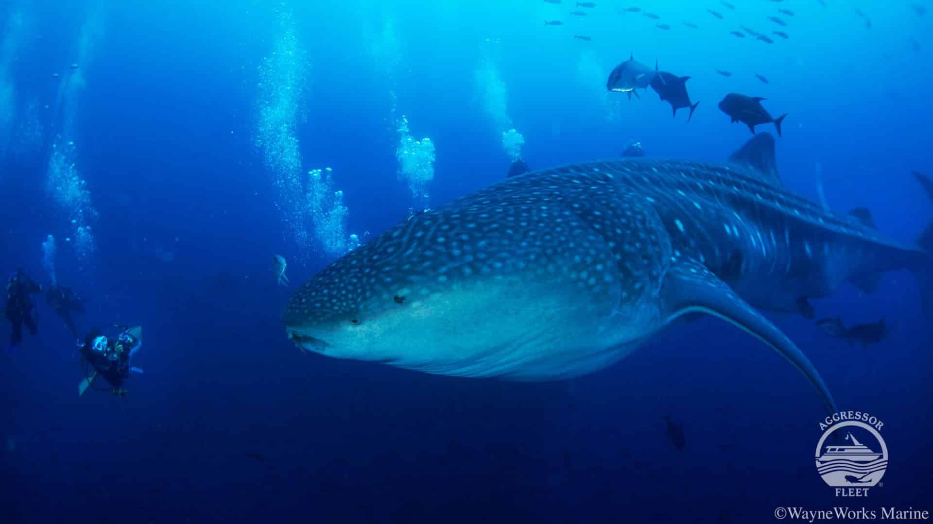 Galapagos Liveaboard diving whale sharks