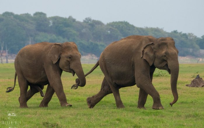 Elephants on Sri Lanka Safari with Dive Ninja Expeditions & Aggressor Safari
