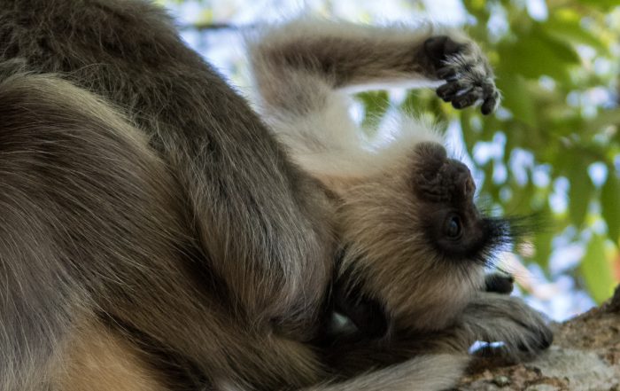 Sri Lanka Safari with Dive Ninja Expeditions & Aggressor Safari Lodge