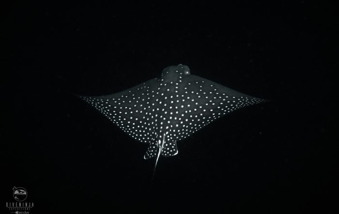 Scuba Diving in the Maldives, Aggressor liveaboards