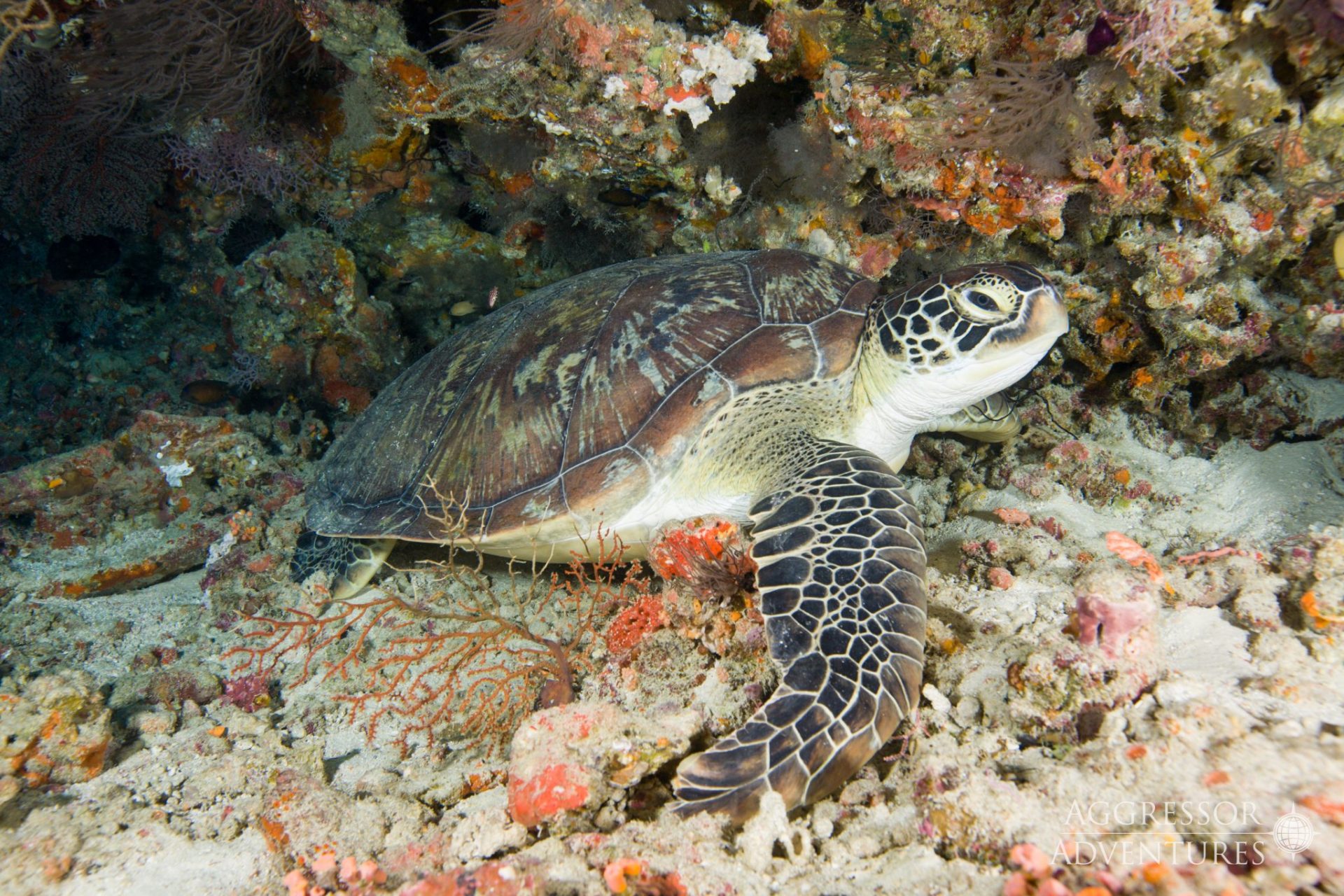 scuba diving in maldives