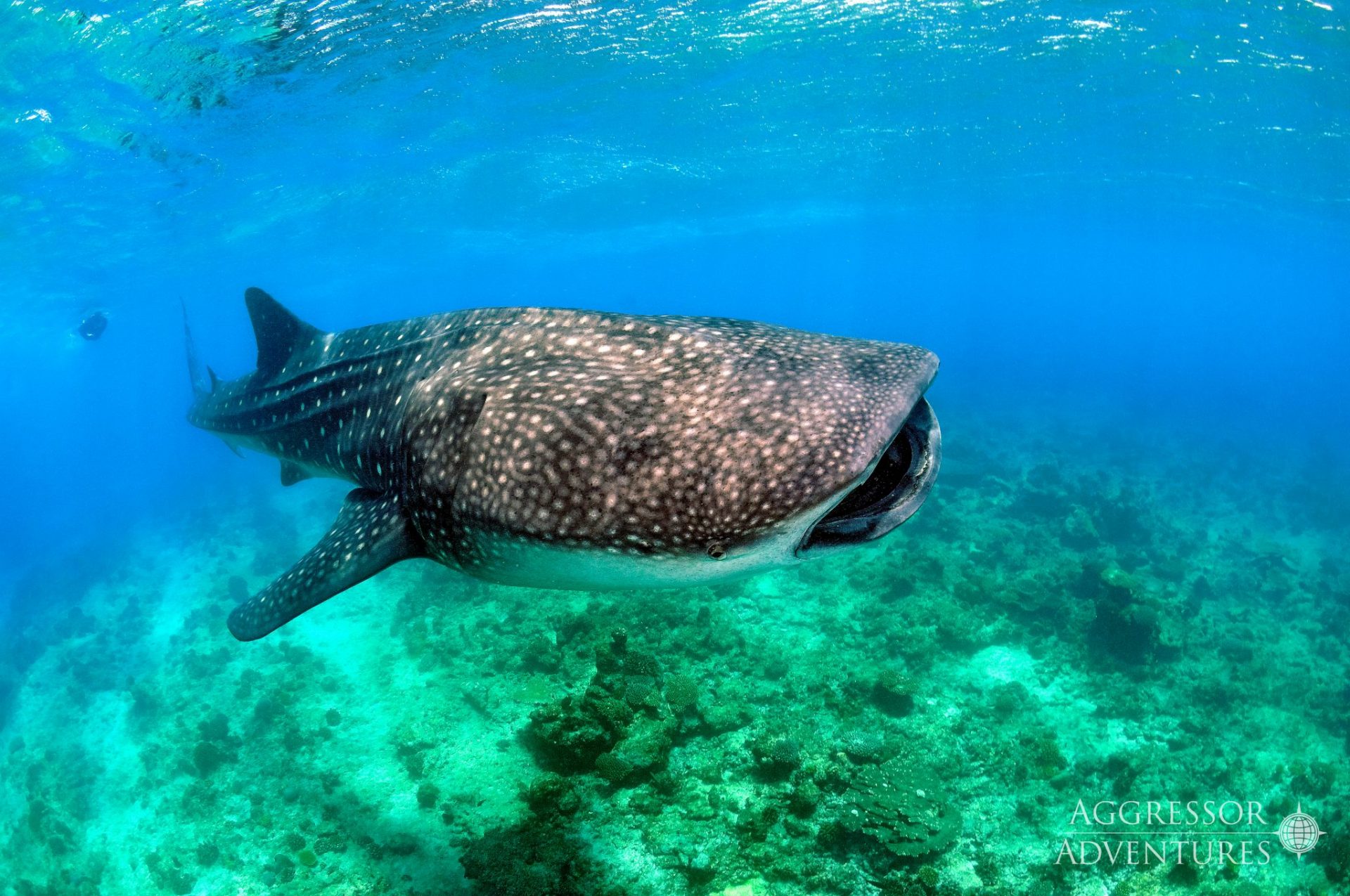 whale shark in Maldives