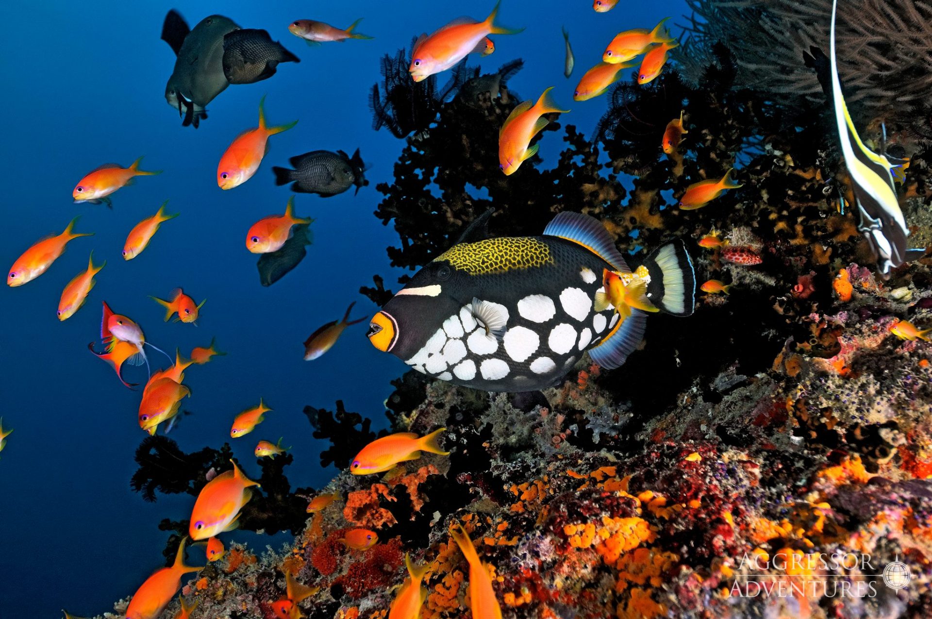 scuba diving in maldives