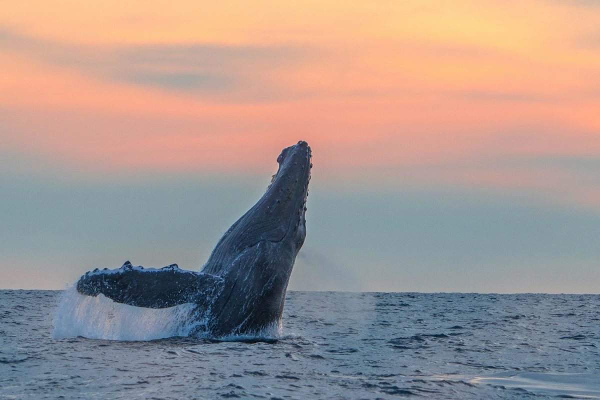 whale watching mexico