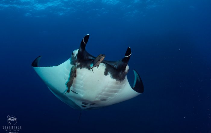 Diving with mantas in Socorro liveaboard