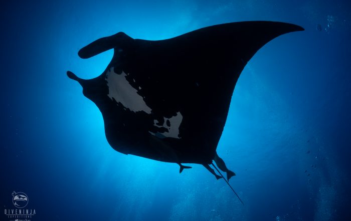 scuba diving liveaboard in Socorro with Dive Ninja Expeditions