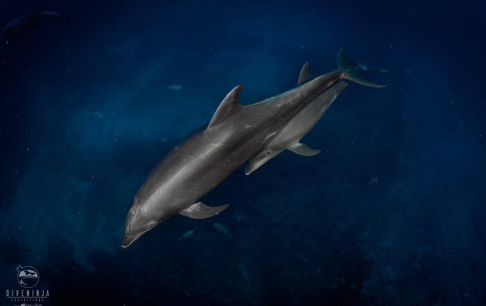 baby dolphin and mother in Socorro Revillagigedo Mexico