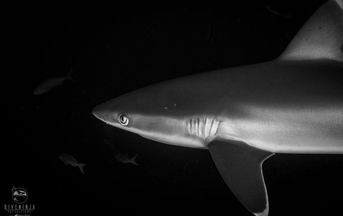 Silvertip shark pup in Revillagigedo